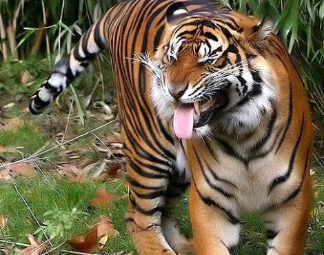 Animal Unique: Sumatran Tiger