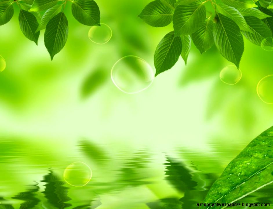 Fresh and natural green leaf wallpaper image 1024x768 hd wallpaper Fresh and natural green leaf wallpaper image 1024x768 hd wallpaper