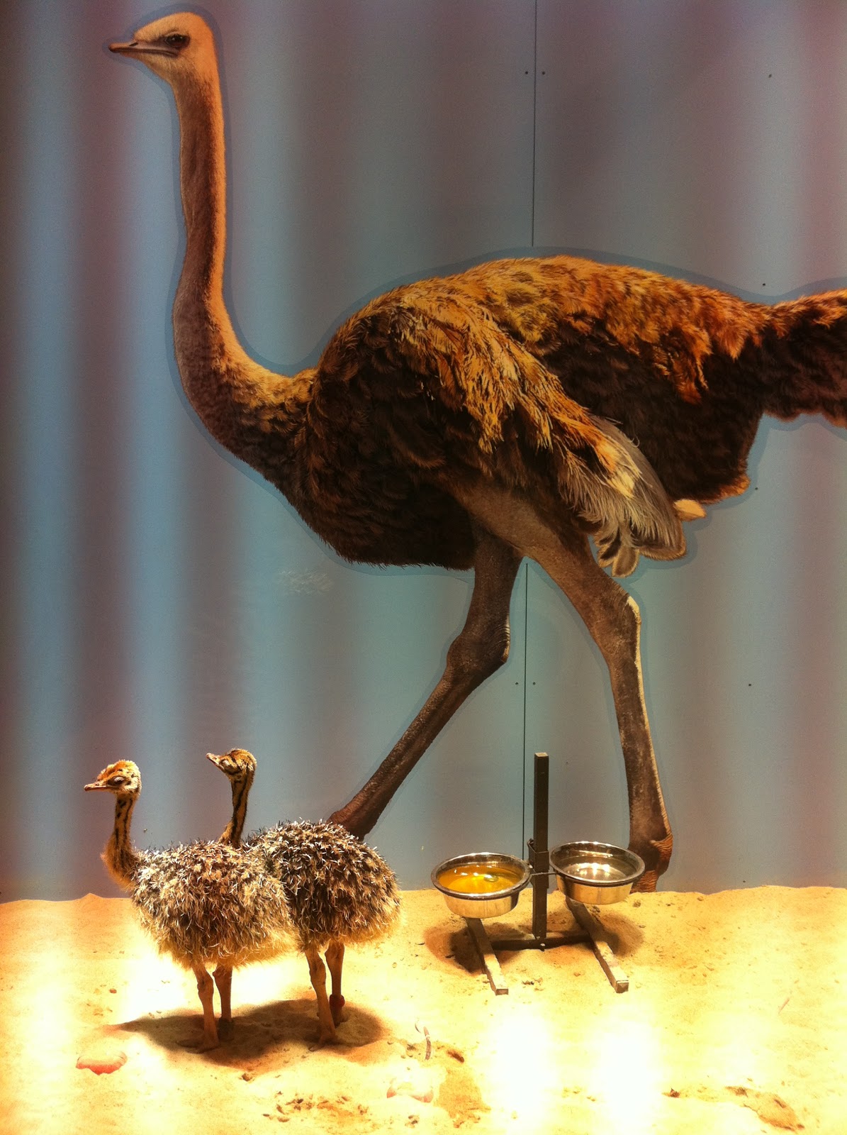 Outdoorsy Mama: Baby Ostriches at California Academy of Sciences Rock