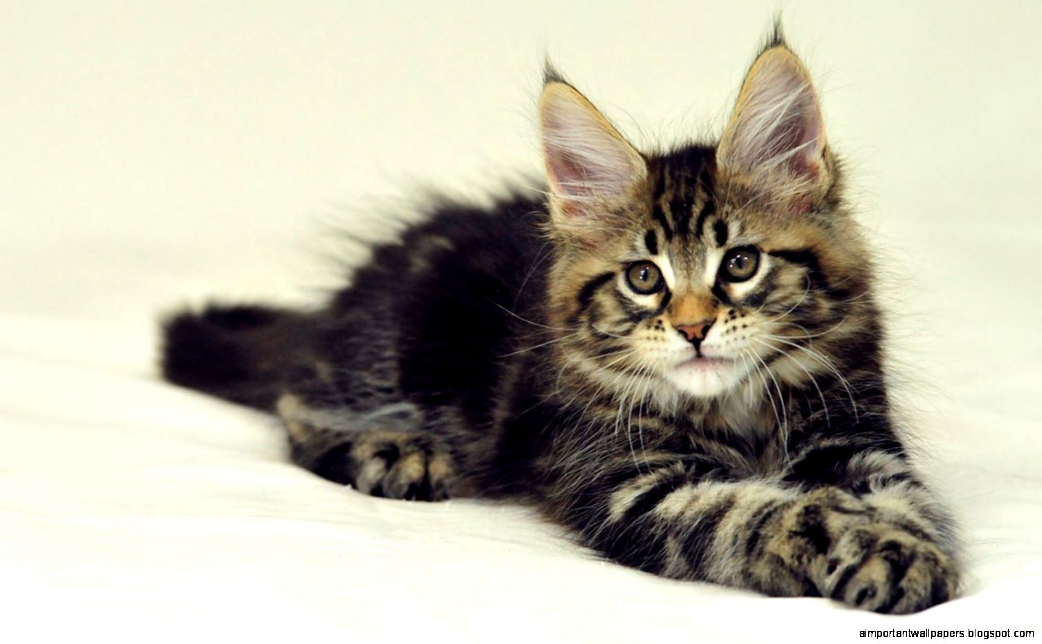 Maine Coon Cats Wallpapers Maine Coon Cats Wallpapers