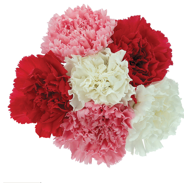 Pictures Of Carnations