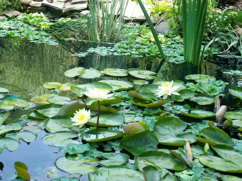 pond ecology