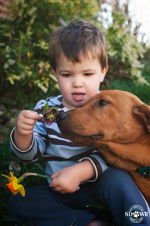 Diabetic Alert Dogs by Warren Retrievers Service Dogs for Autism Care