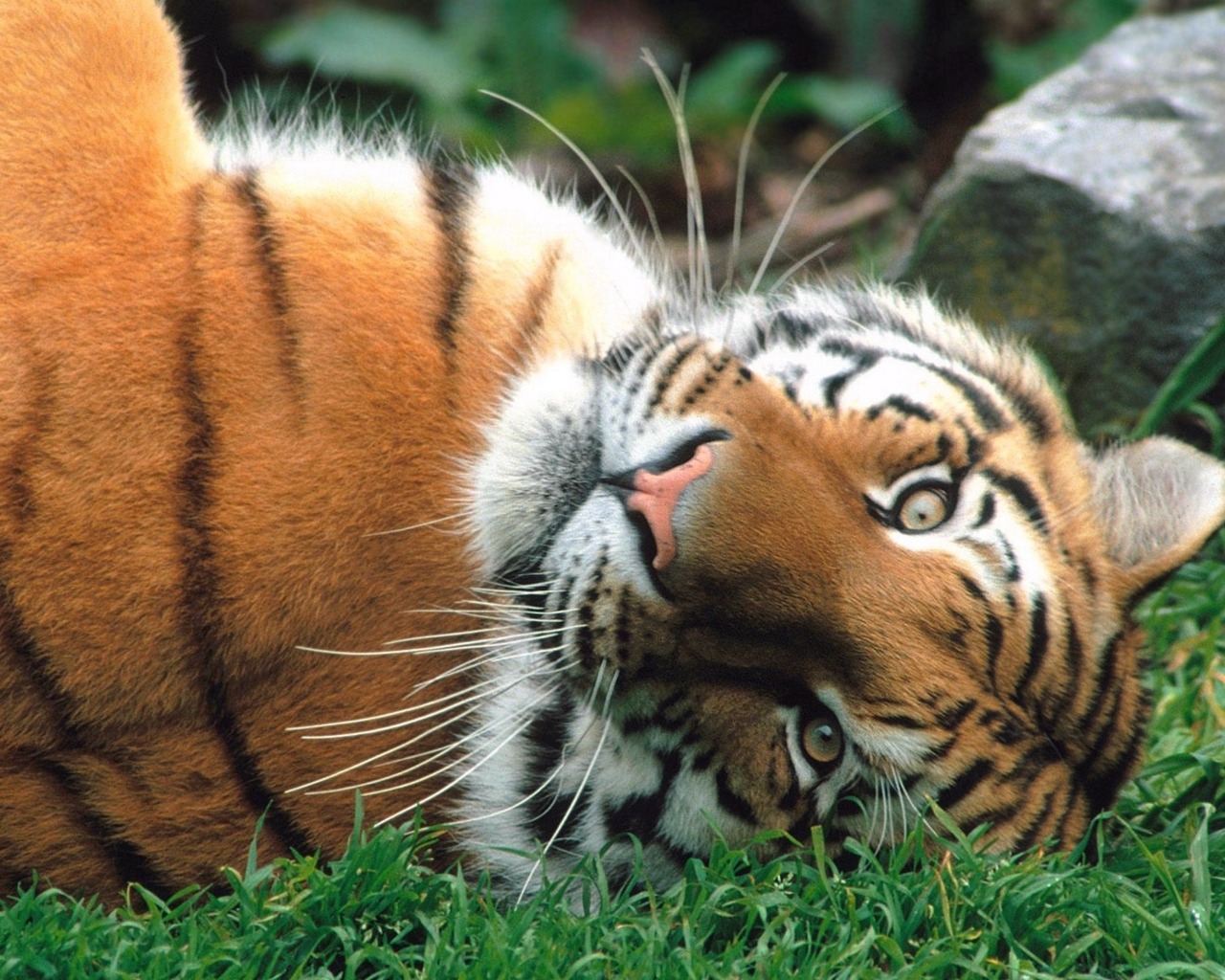 Download Amazing Tiger in Jungle HD Desktop Wallpapers Free | HD Wallpapers
