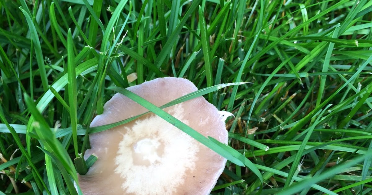 Lawn*Doctor Lawn Care Insights Mushrooms in my lawn!