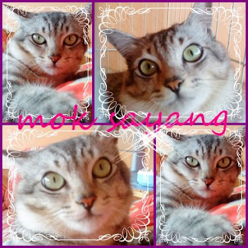 my love cat