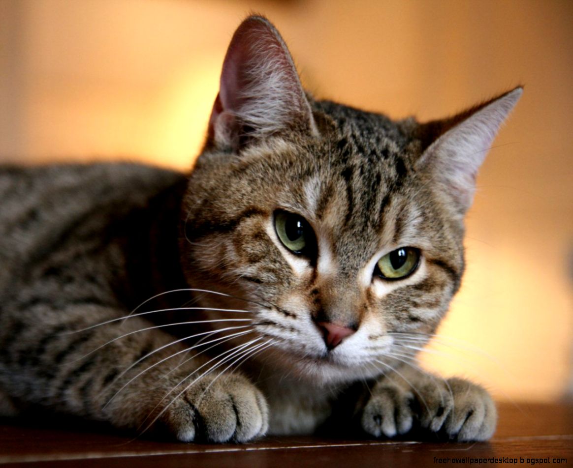 Bobcat Domestic Cat Breed Bobcat Domestic Cat Breed