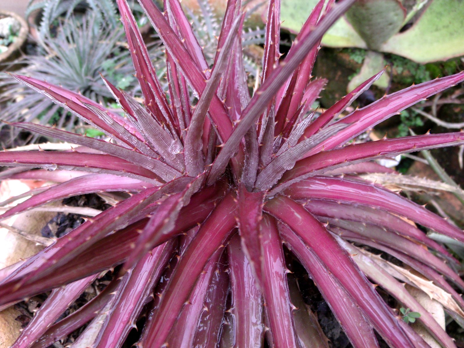Dyckia Brazil Dyckia ibiramensis rubra, what showy plant!