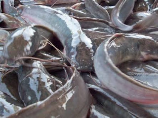 Bisnis Menguntungkan dari Budidaya Ikan Lele