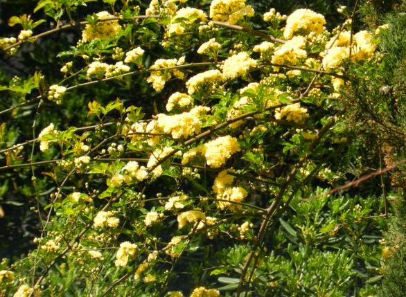 The Flowering Trees And Shrubs Of Early Spring