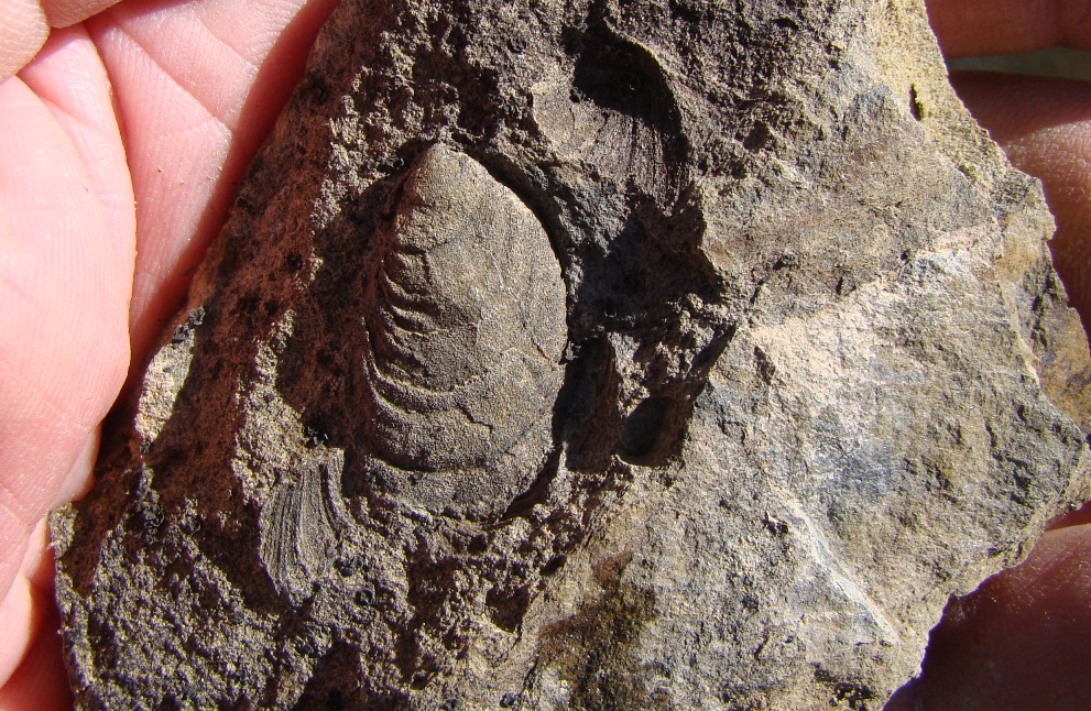 Geotripper Hunting for Fossils in the Sierra Nevada...Wait a Minute