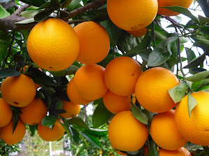 Thats alot of Oranges