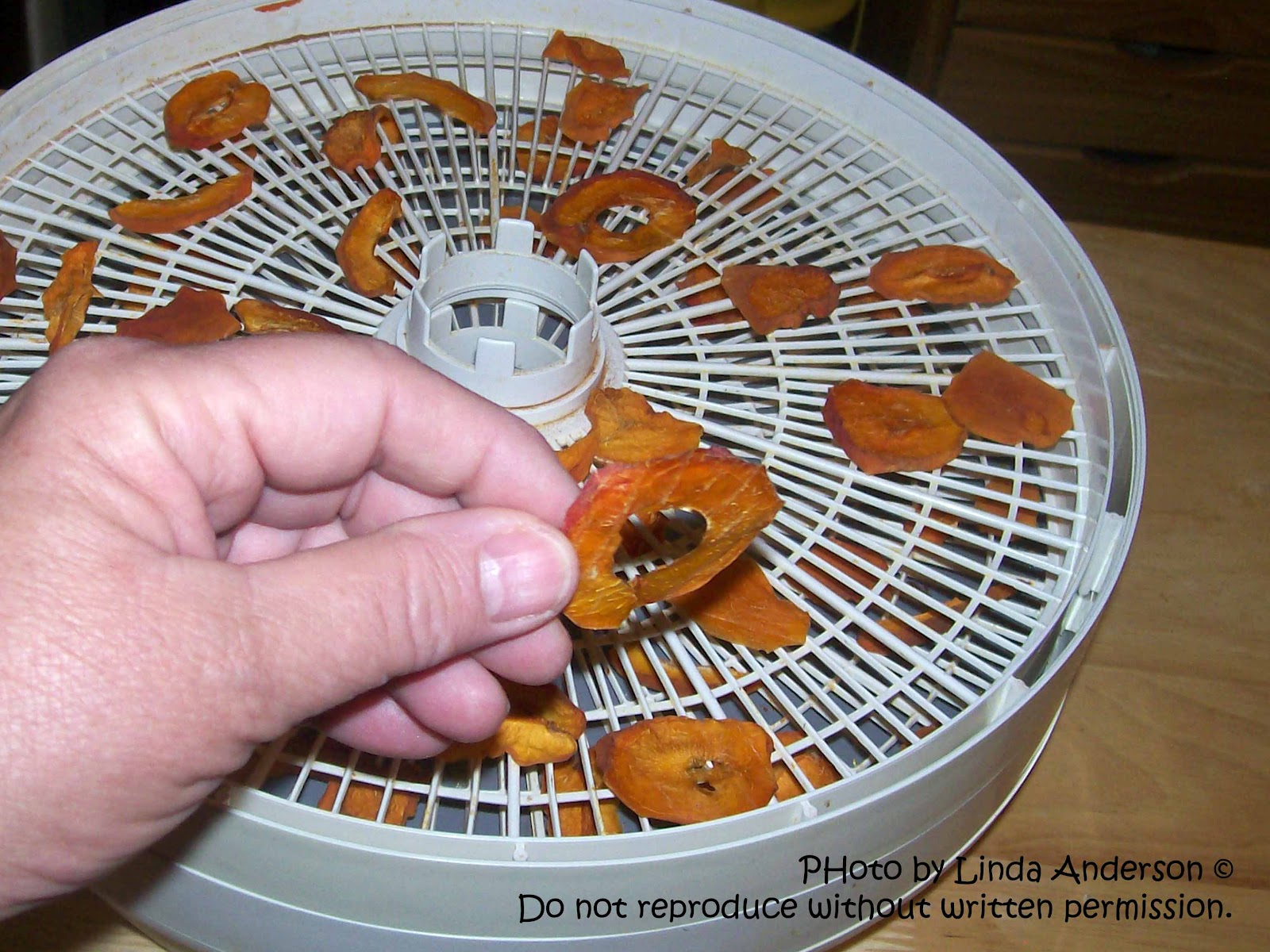 Dehydrating Way Beyond Jerky Dehydrating Apricots