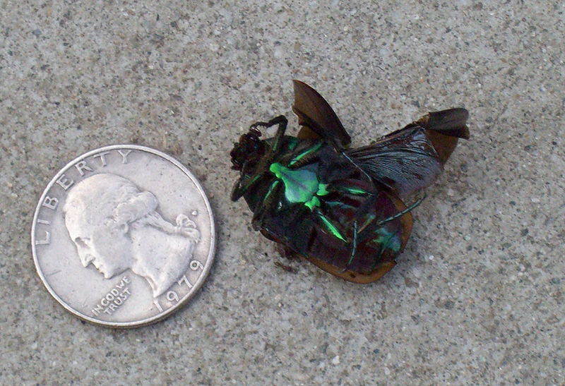 That is Bizarre! Bizarre Events The June Bug Epidemic