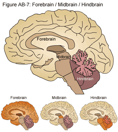 parts of the human brain forebrain midbrain hindbrain