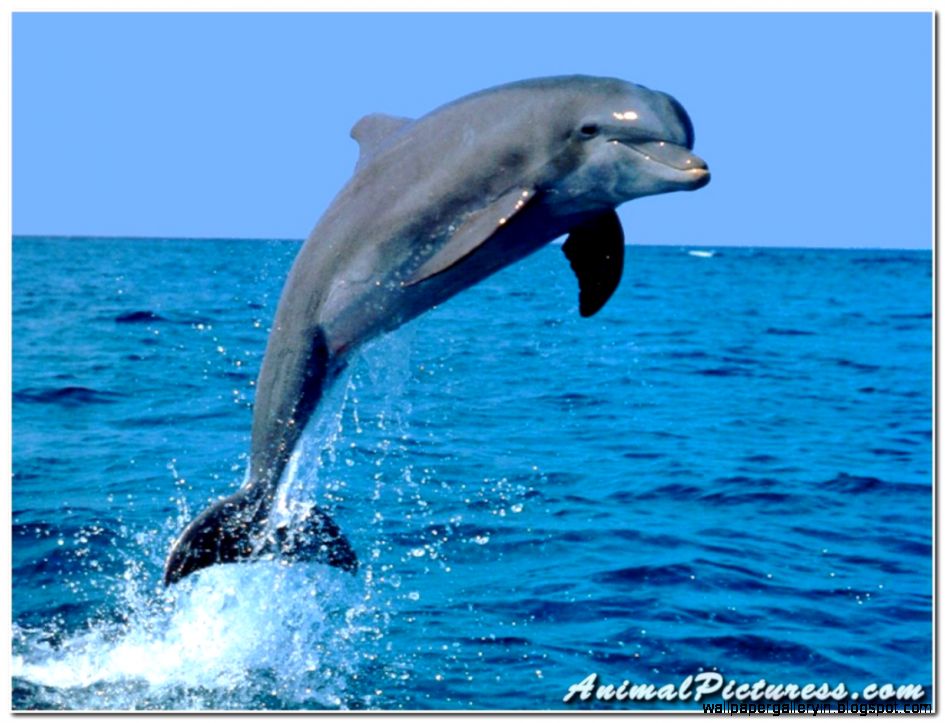 Bottlenose Dolphin Bottlenose Dolphin