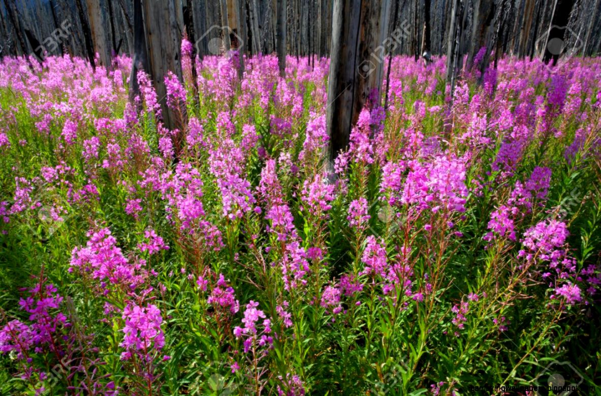 Profusion Of Bright Pink Fireweed Wildflowers In A Burnt Forest Profusion Of Bright Pink Fireweed Wildflowers In A Burnt Forest