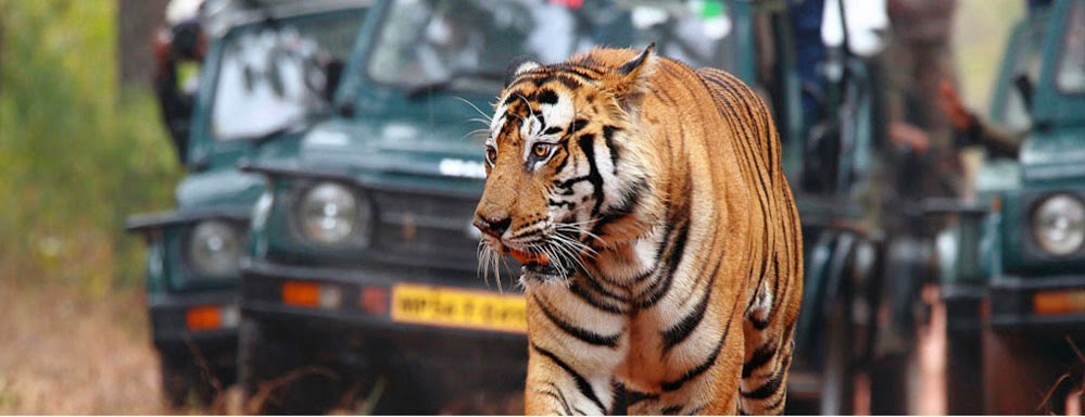 Bandhavgarh National Park