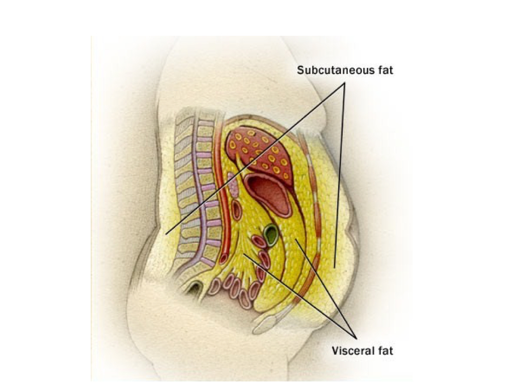 Peak Health Center News What Is Obesity Is All Body Fat Bad