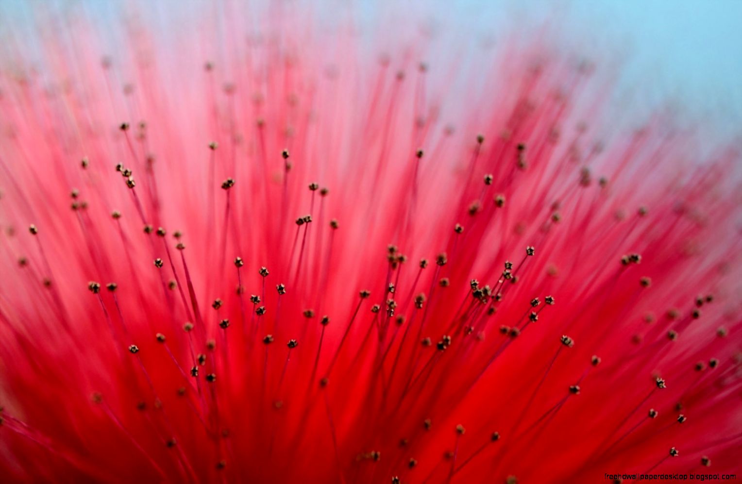 Close Up Flower Pink Macro Hd Wallpaper  Best Desktop Wallpapers Close Up Flower Pink Macro Hd Wallpaper  Best Desktop Wallpapers