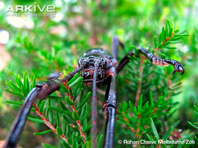 Amazing Animals Pictures: Officially "The rarest insect in ...