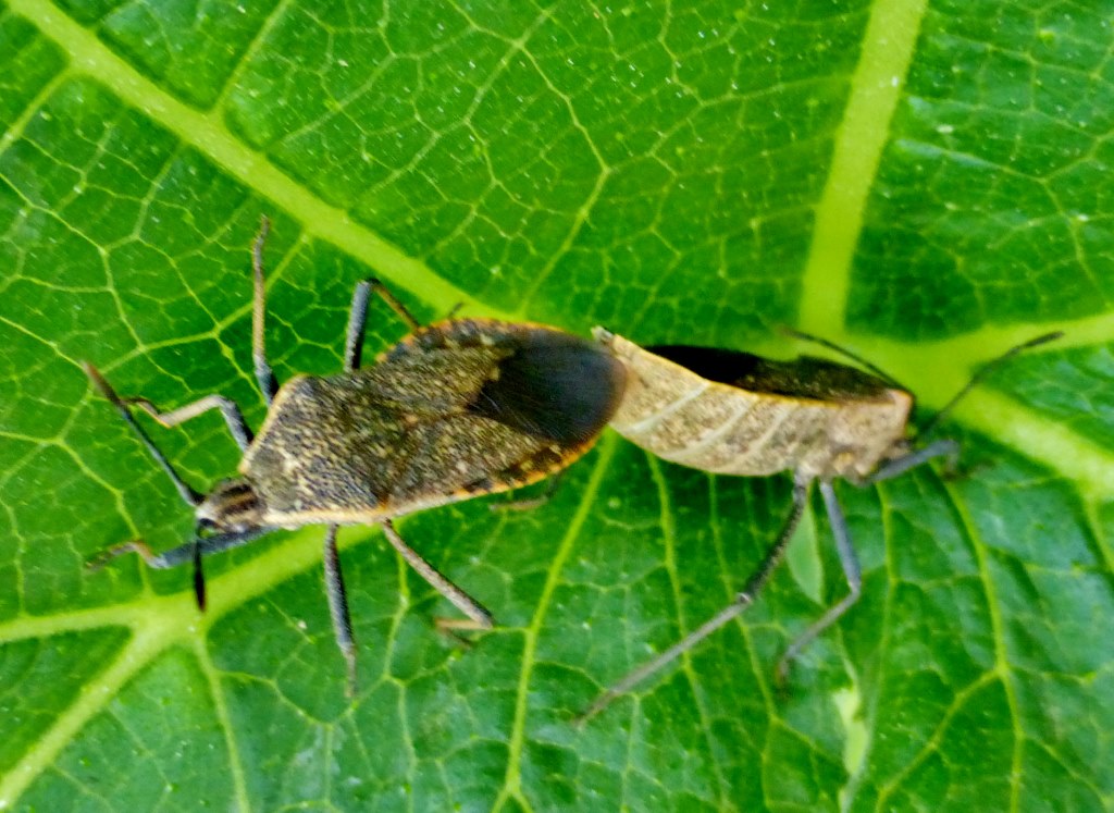 squash bug squash bug