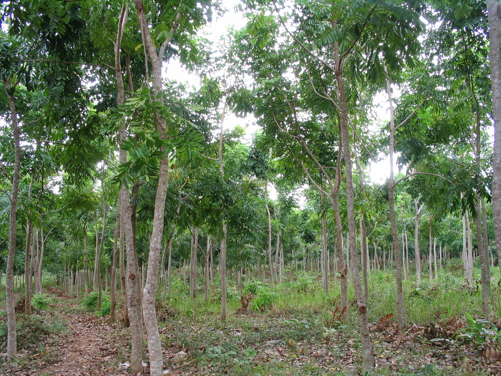 Research Studies on Forest Management in Sri Lanka Golden Hope