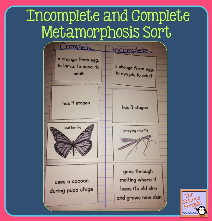 week 23 ecosystems the science penguin venn diagram of complete and incomplete metamorphosis