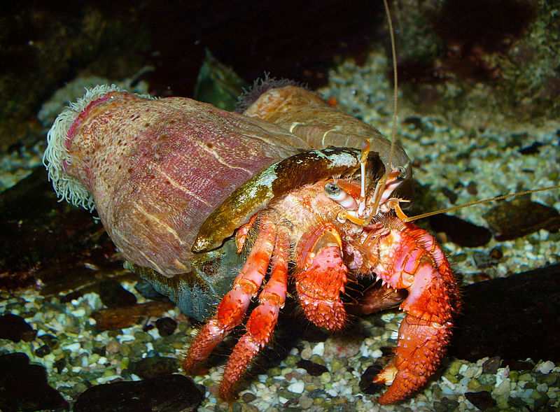 Wildlife & Nature Blog Hermit Crab