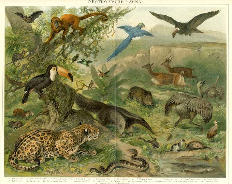 FAUNA COM fauna com: