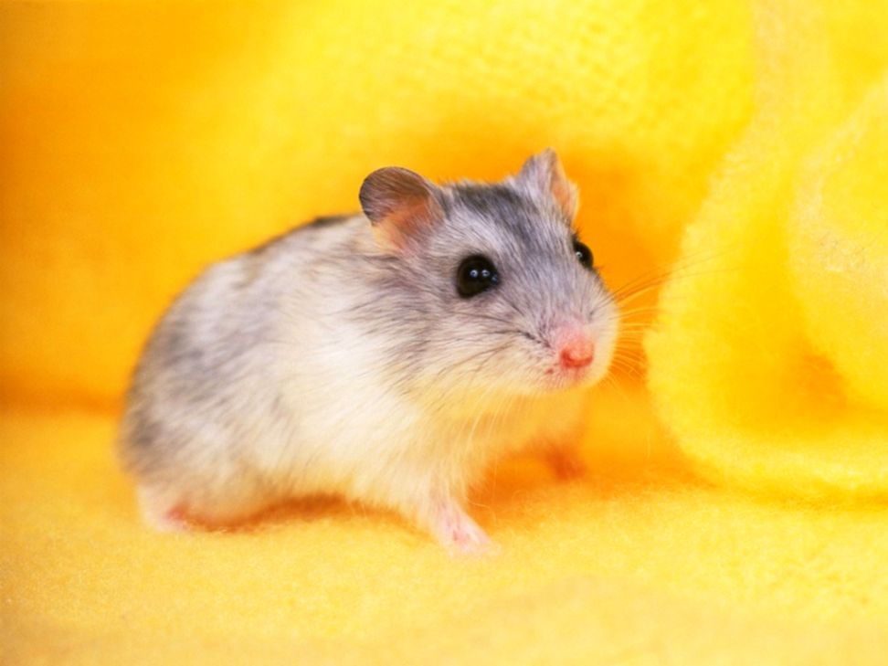 Hamster Wallpaper High Definition Wallpaper With 1024x768