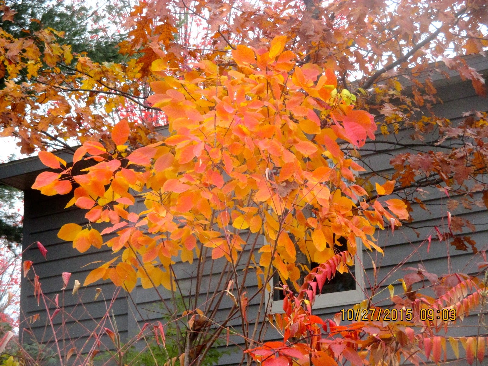 Art's Bayfield Almanac COLORFUL AMERICAN SMOKE TREE