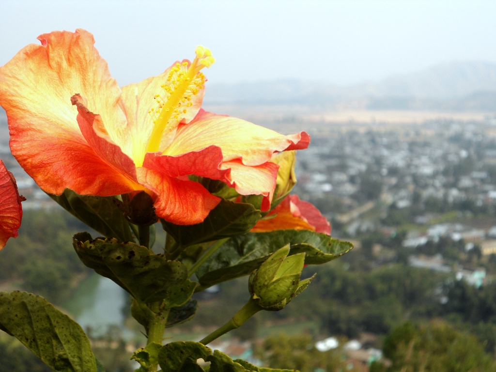 Home Thingujam's Portal