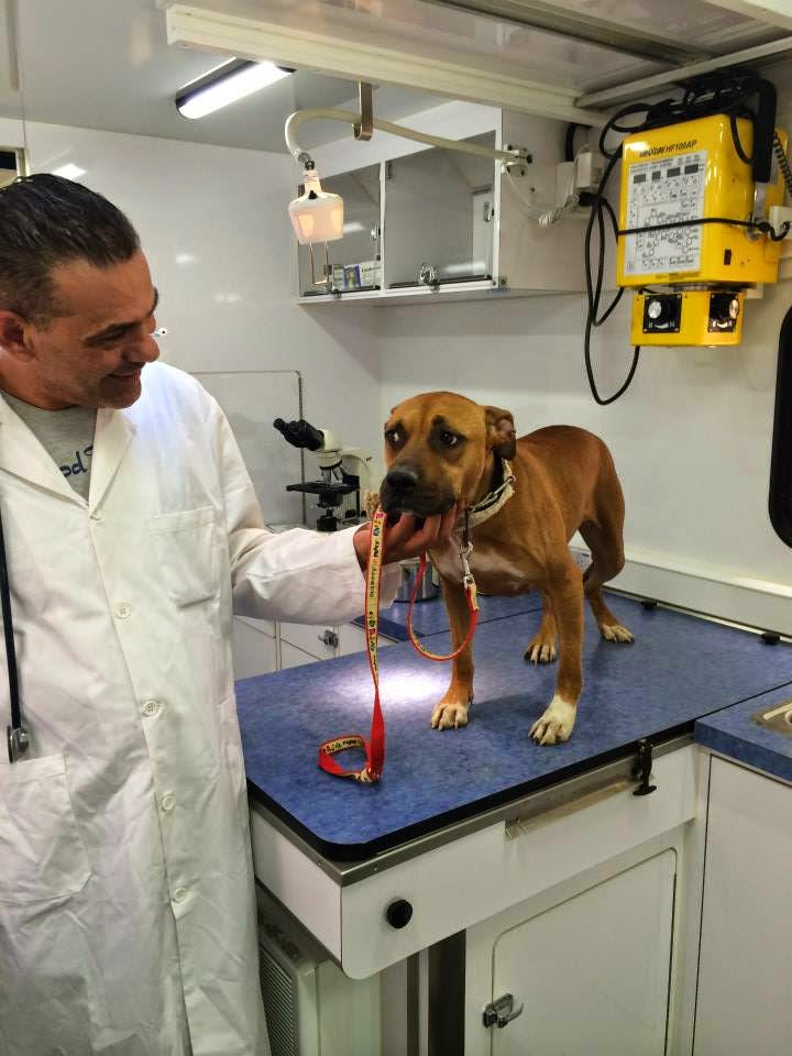 Ladies who do lunch in Kuwait First Mobile Veterinary Services in Kuwait