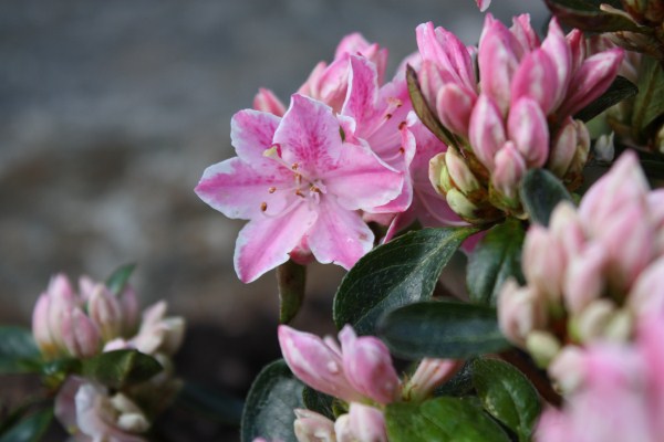 Rhododendron Obtusum Stock Photos Rhododendron Obtusum Stock