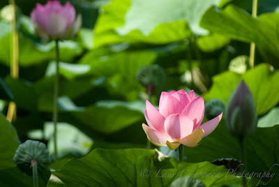 Nelumbo nucifera Floare de Lotus flower Lotosblume λωτόςλουλούδι fiorediloto flordelótus flordeloto lótuszvirág