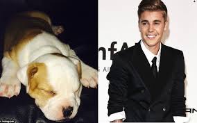 O pai de Justin Bieber está sendo acusado de jogar seu cachorro de uma sacada. Foto: Reprodução