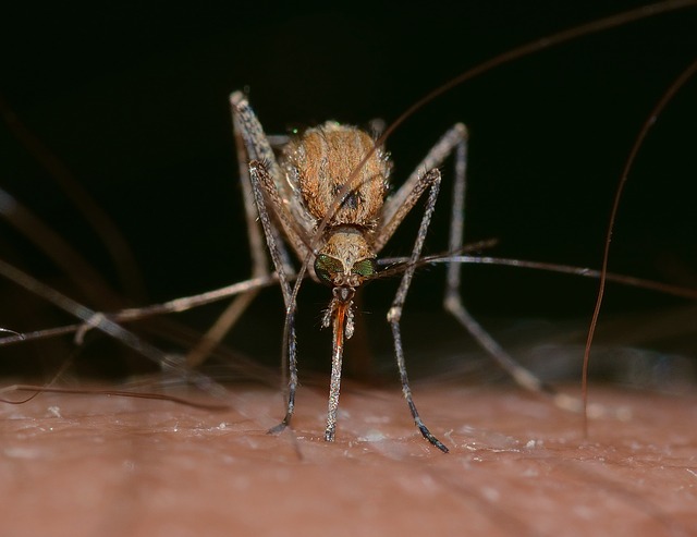Disease Plague Cycles and the Second Great Depression Disease Plague Cycles and the Second Great Depression