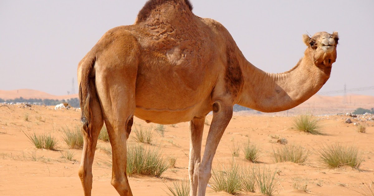 Camel The Biggest Animals Kingdom