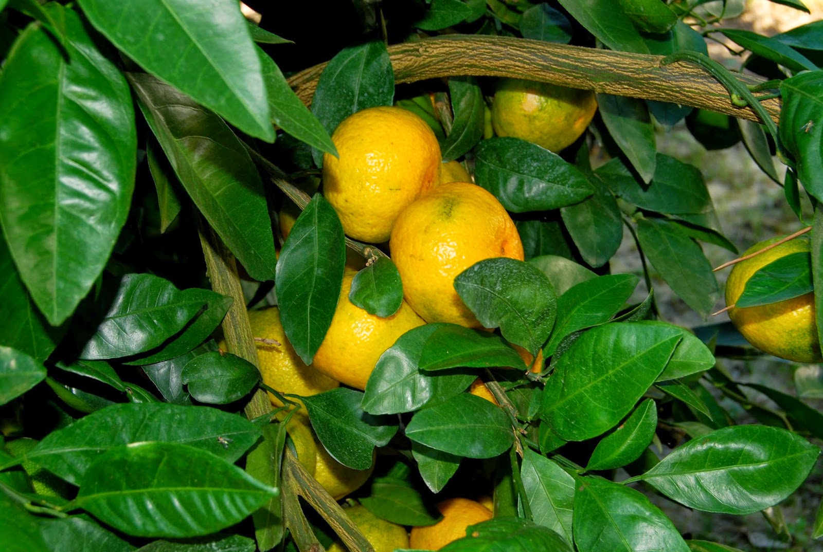 Helen A. Lockey Cherokee Satsumas Farm, Marianna, Fla.