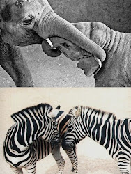 elefanten/zebras (:
