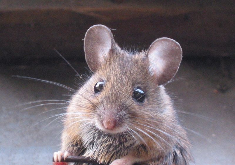 foto tikus - gambar hewan