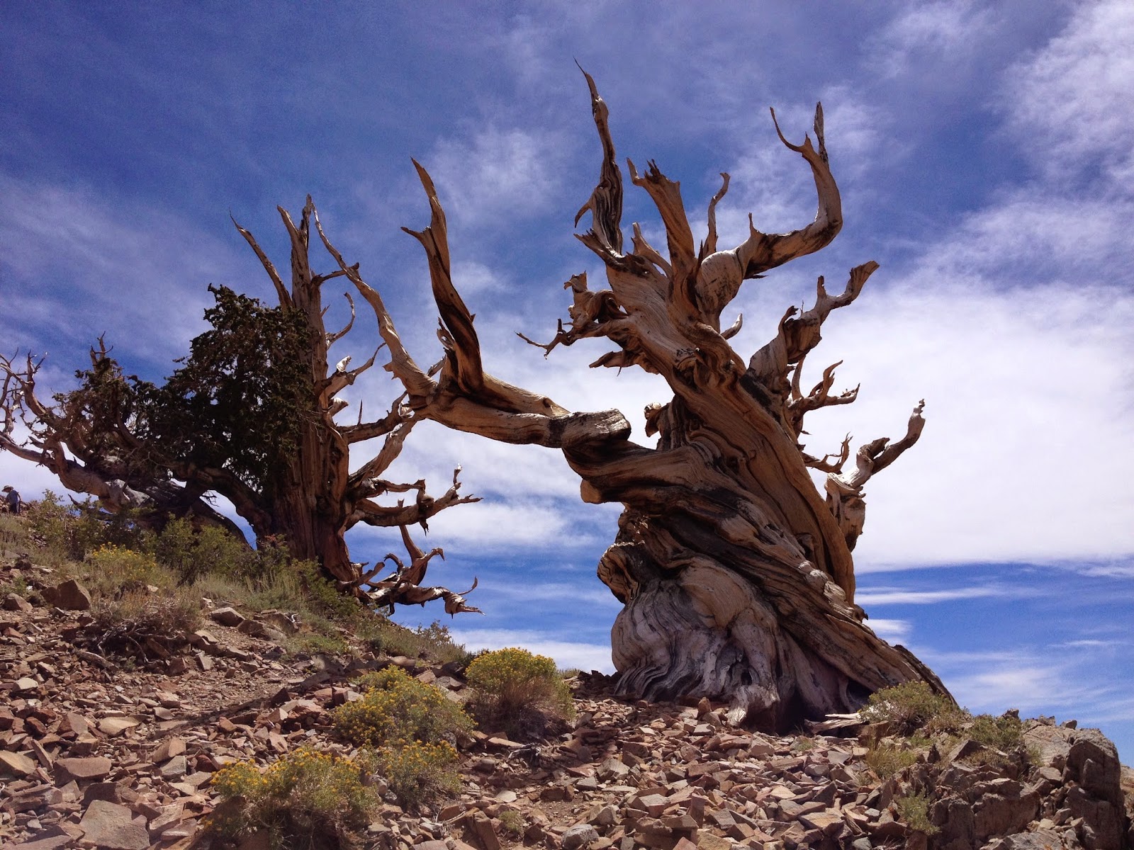 IMG_7755.JPG (1600×1200) Bristlecone pine, Bristlecone pine forest, Pine forest