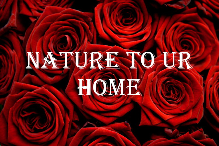 NaTuRe To YoUr HoMe