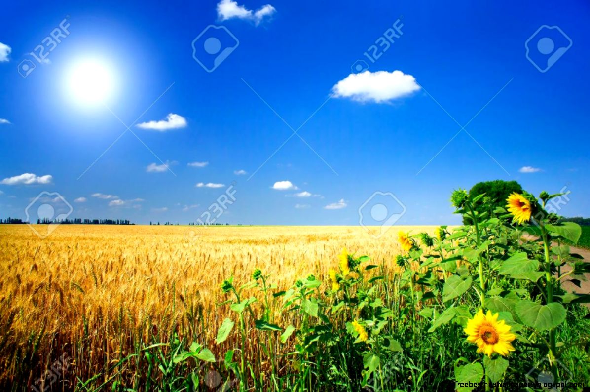Amazing Summer Landscape With Cereals Fieldsunflowers And Fun Amazing Summer Landscape With Cereals Fieldsunflowers And Fun