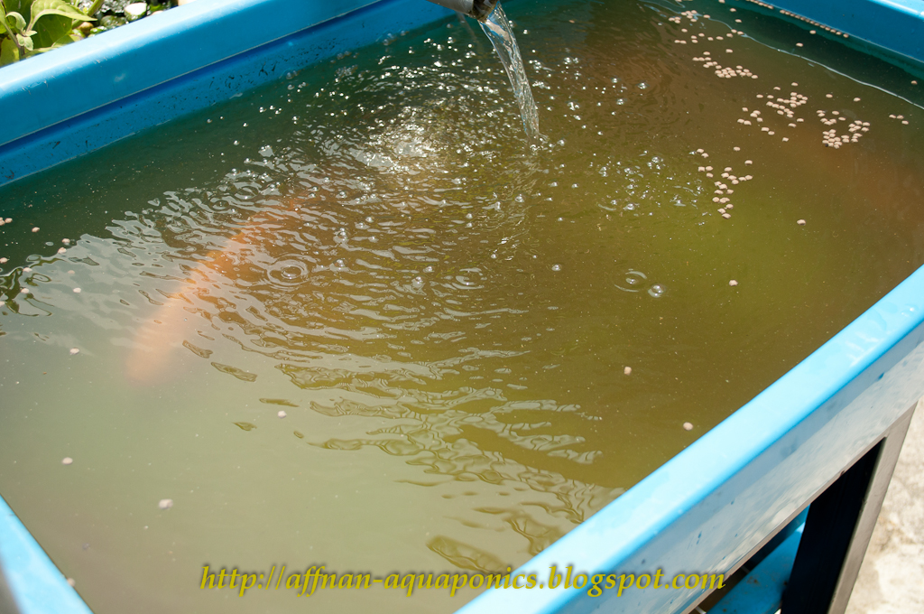 Affnan's Aquaponics Tilapia Breeding Fresh Batch of Fry Another Day
