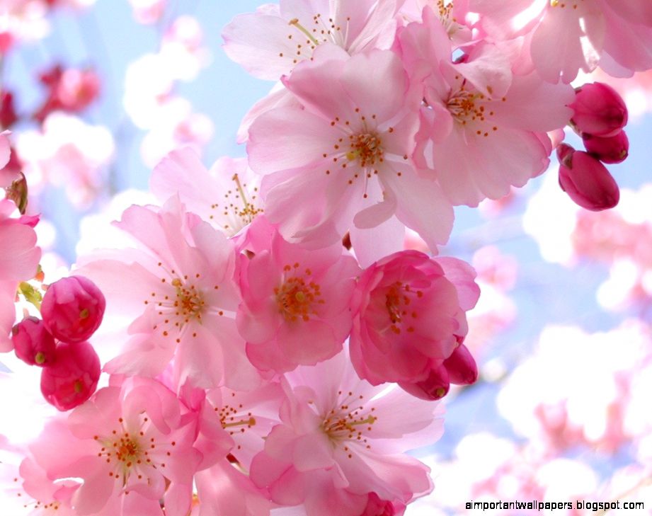 Lovely Pink Flower hd Widescreen Desktop Wallpaper wallpapers at Lovely Pink Flower hd Widescreen Desktop Wallpaper wallpapers at