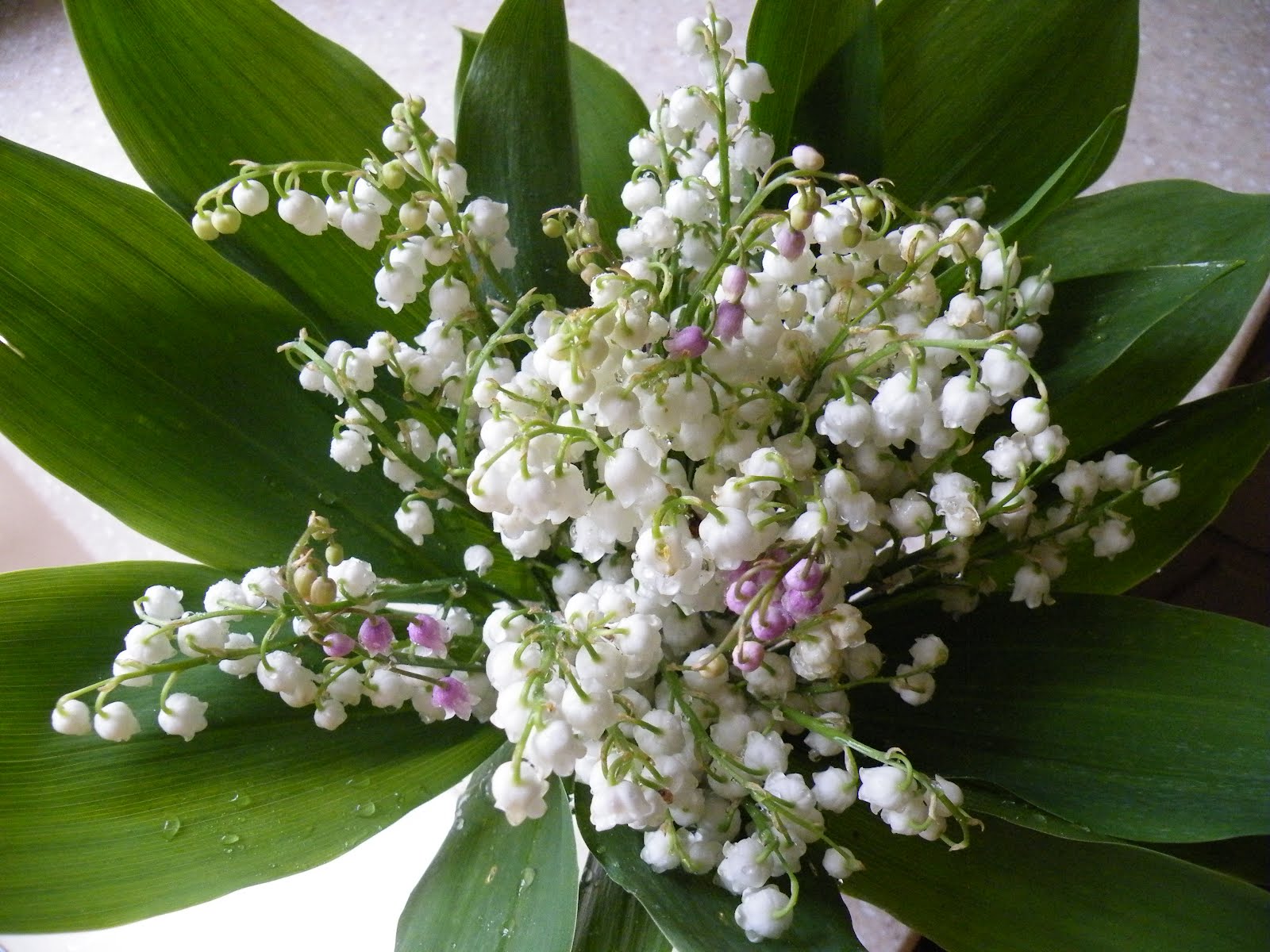 PZ C muguet