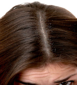 Macaulogia August 2012