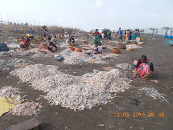 Fish heaps  on the beach of Arnala Fishing village.